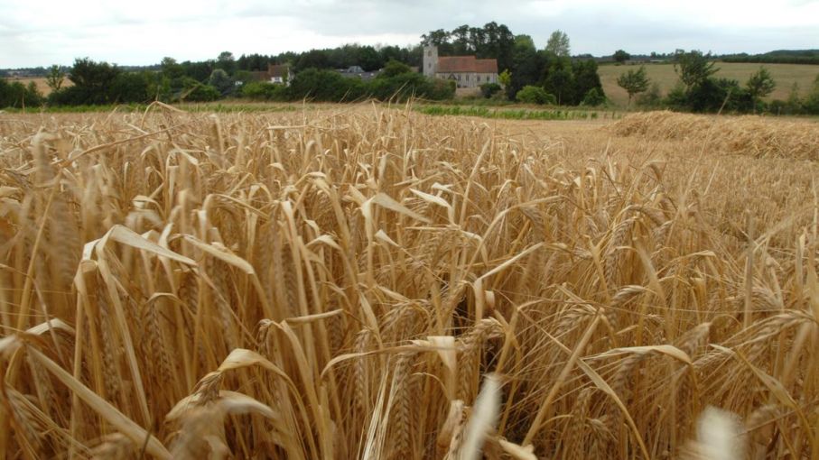 Las lluvias contribuyeron a recuperar el cultivo de cebada