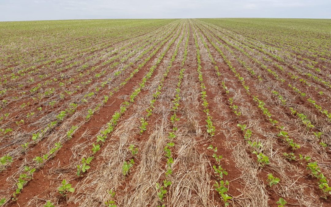 El área de soja caería a su nivel más bajo de los últimos 15 años