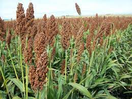 Sorgo Argentino y Mercado de Internacional de Carnes