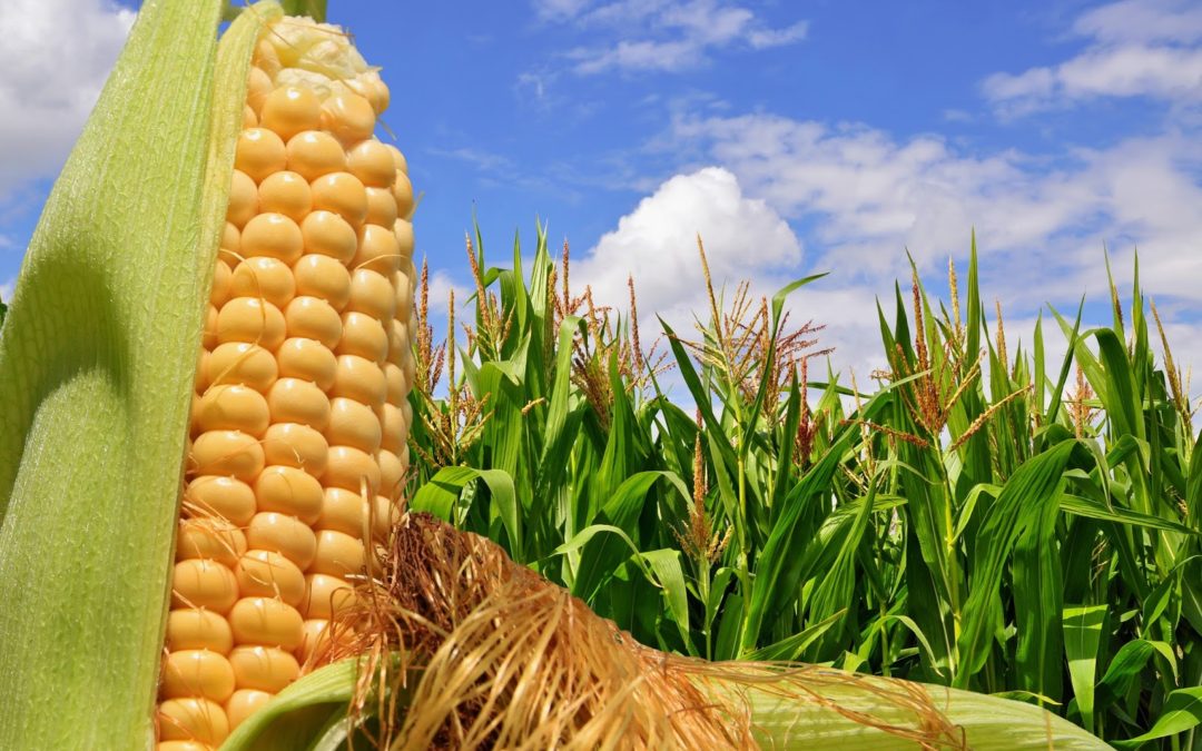 Zn ¿El micro más importante para el cultivo de maíz?