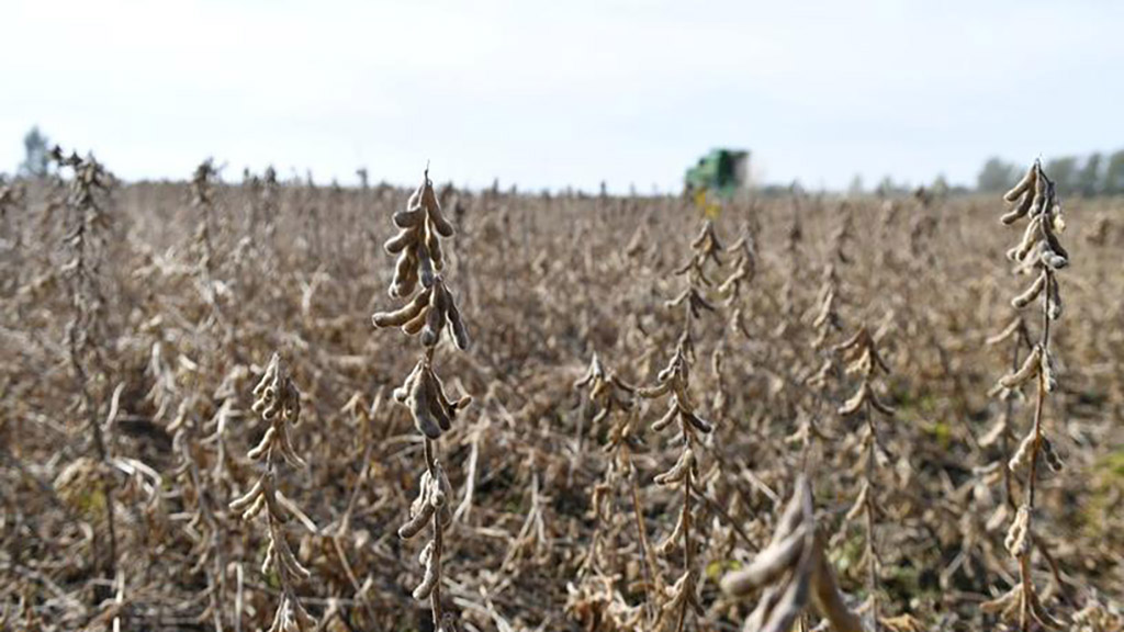 Soja: qué hacer en un mercado volátil y de riesgo climático