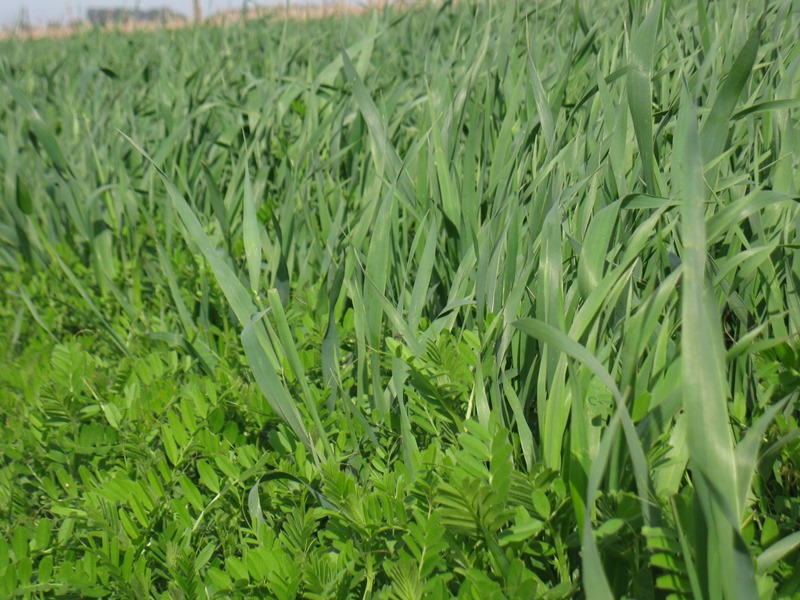 Intercultivo, una novedad productiva que investiga el INTA