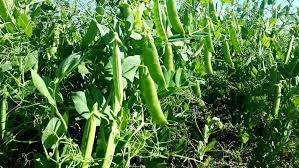 Arvejas: las proteínas vegetales que ganan terreno
