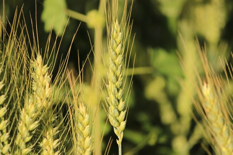 Producción y demanda regional del trigo en Argentina