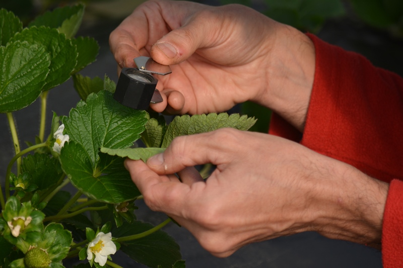 Evalúan el uso de extractos vegetales para el control de plagas