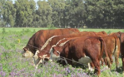 La faena del décimo mes del año 2023 se ubicó en aproximadamente 1,161 millones de cabezas de ganado bovino procesadas.