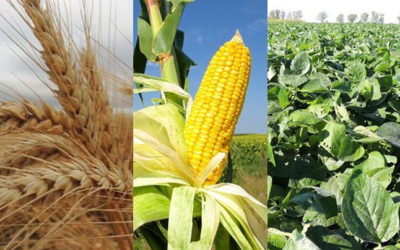 Chicago: fuertes subas para el trigo, repuntó el maíz y la soja volvió a bajar