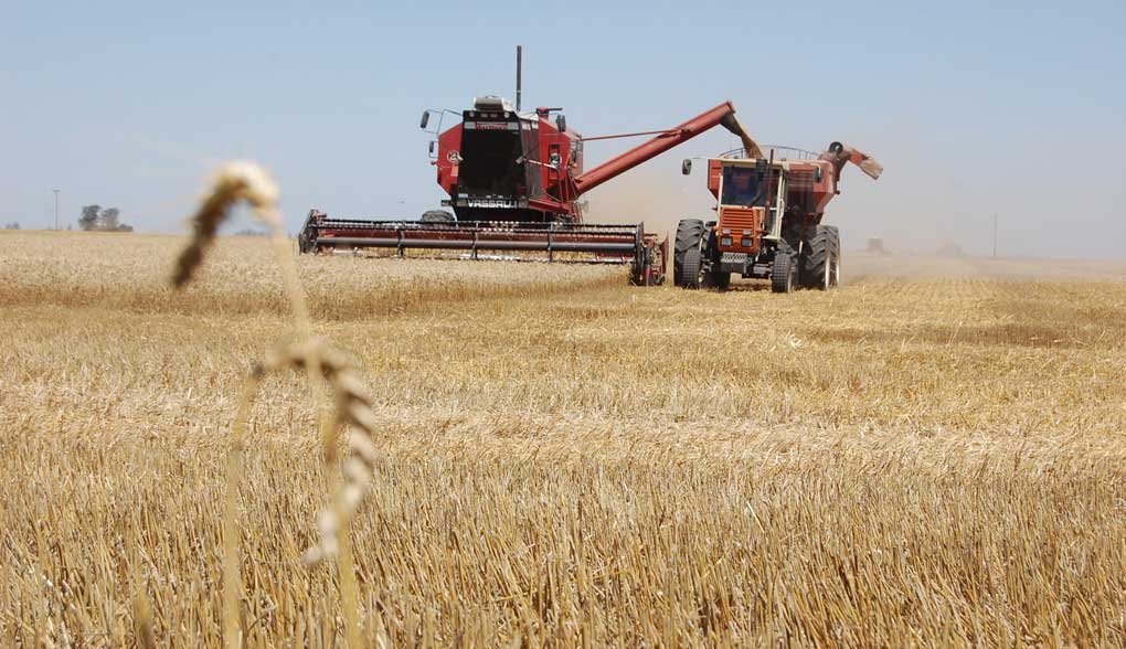Trigo: Lento avance de la cosecha en Santa Fe por efecto de las lluvias