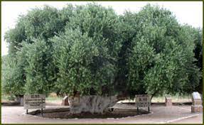 Productora de la Rioja sufre en soledad viendo cómo se enferman sus olivos ante la ausencia de organismos técnicos