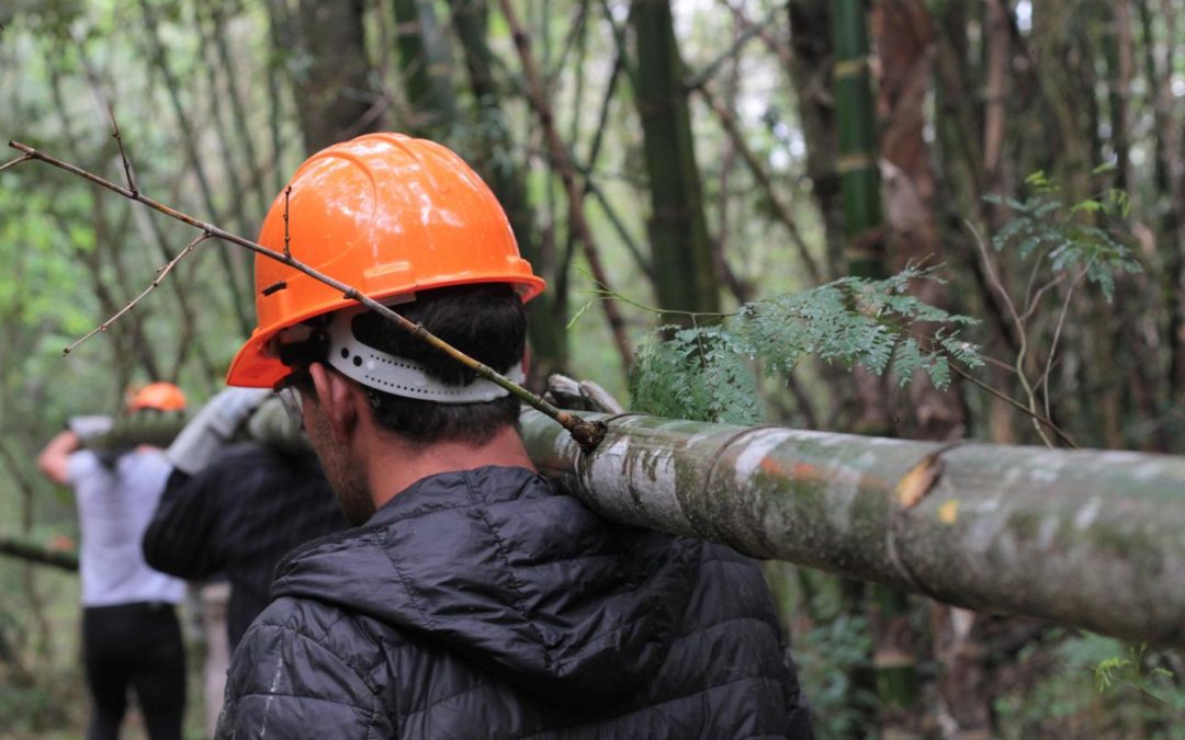 En Wanda proyectan su primera exportación de bambú