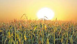 Cultivos en alerta: el arranque de 2022 será a todo calor y se espera un clima intenso