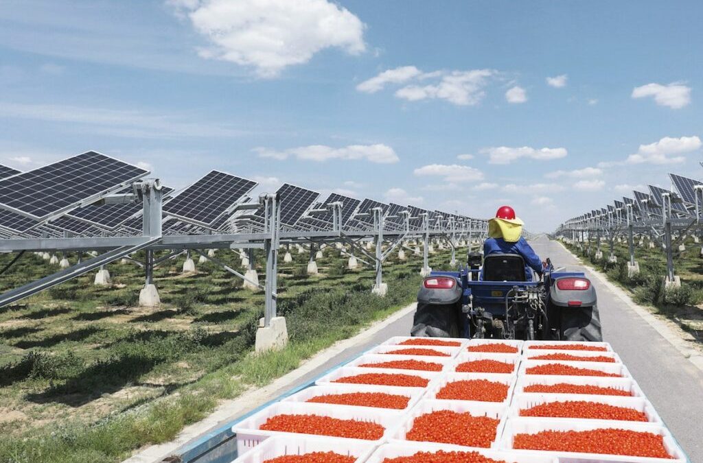 El mayor proyecto agrofotovoltaico del mundo