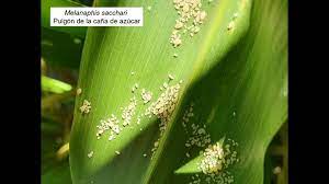 Cómo prevenir el pulgón amarillo en el cultivo de sorgo