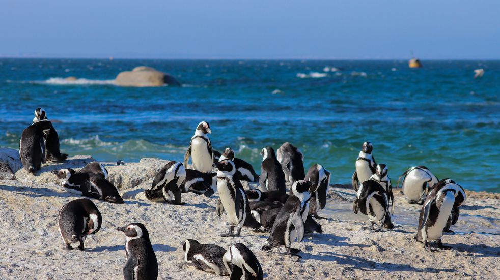 Masacre de pingüinos patagónicos en Reserva Natural Punta Tombo en época de nacimiento de crías