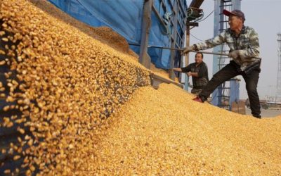 Cae la soja y el maíz por una noticia de China