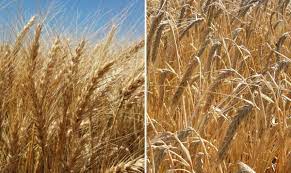 Siguen las expectativas de logros por encima de los rindes históricos de granos finos