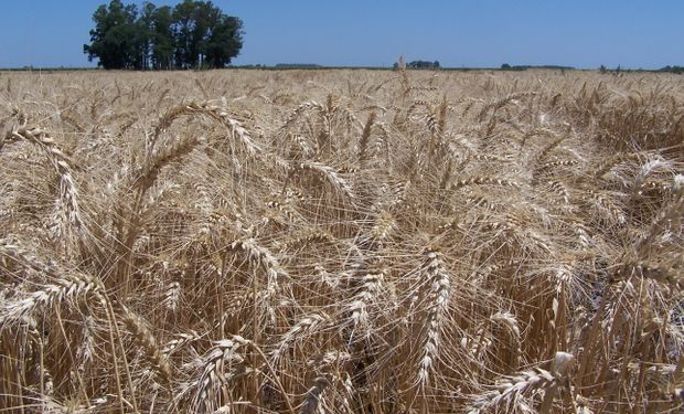 Trigo: la zona núcleo vuelve a aumentar la producción y registra rendimientos de hasta 73 quintales