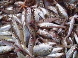 Cayeron un 1,5% las capturas pesqueras