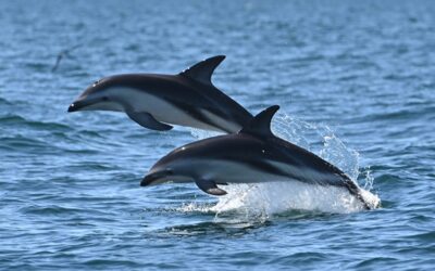 El avistaje de delfines se consolida como oferta turística en Puerto Madryn