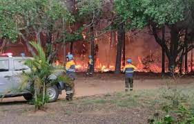 Menos del 30 % de los bosques productivos tienen cobertura frente a los efectos del cambio climático en Argentina