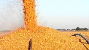 El Panorama Agrícola Semanal (PAS) de la Bolsa de Cereales de Buenos Aires redujo la proyección de producción del maíz a 44,5 millones de toneladas