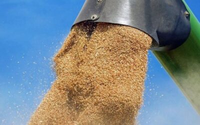 Cambios en los fideicomisos para contener los precios de los derivados del trigo: ¿Fortaleza o debilidad?