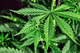 Es ley la regulación y el fomento del cannabis medicinal y el cáñamo industrial