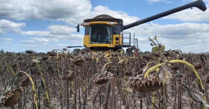 Reducción en la producción de Maíz y Girasol