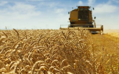 La proyección de área de trigo 2022-2023 cayó 100 mil hectáreas