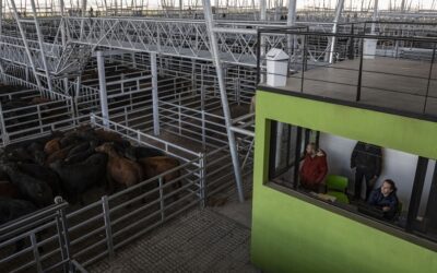 El precio de la carne volvió a caer este miércoles en el Mercado Agroganadero de Cañuelas