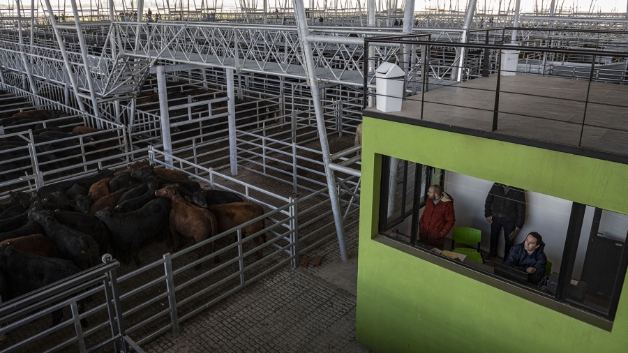 El precio de la carne volvió a caer este miércoles en el Mercado Agroganadero de Cañuelas