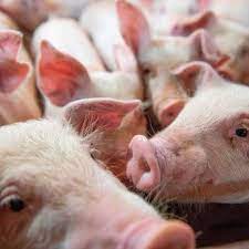 Eficiencia en la porcicultura