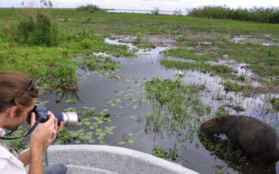 El ecoturismo se posiciona en los Esteros del Iberá, el segundo humedal más grande del mundo