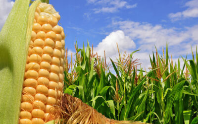 La superficie con maíz caería un 2,6% enla campaña 2022-2023 a 7,5 millones de hectáreas a nivel nacional