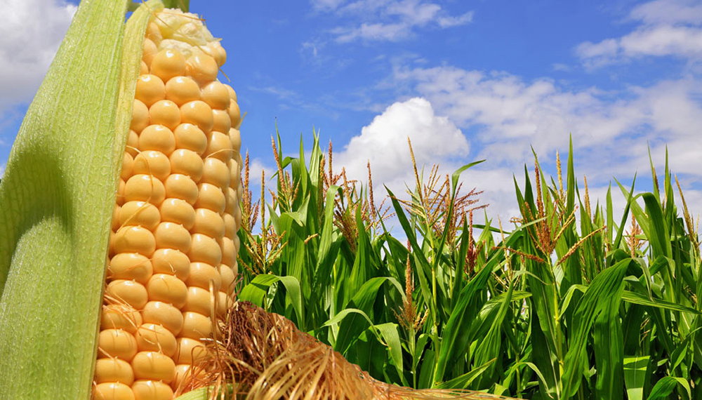 La superficie con maíz caería un 2,6% enla campaña 2022-2023 a 7,5 millones de hectáreas a nivel nacional