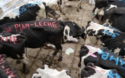 Argentina impotencia: En los últimos 15 años “nos comimos” 600 mil vacas lecheras, más del 30% del rodeo
