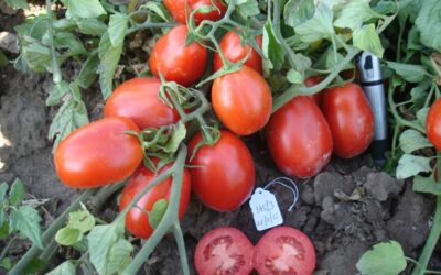 UCO14, un tomate diseñado para la industria