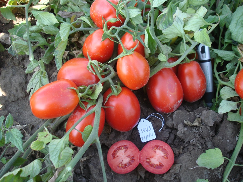 Cancro bacteriano en tomate: qué es y cómo detectarlo a tiempo