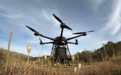 Drones australianos disparan semillas y pueden plantar 40.000 árboles por día
