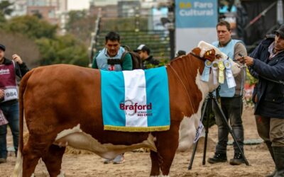 Remate récord en La Rural: pagaron más de $19 millones por la mitad de la vaca que se consagró Gran Campeón Hembra