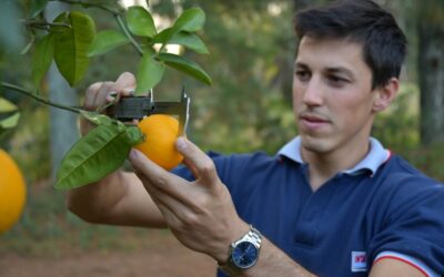 Evalúan el uso de fertilizantes nitrogenados en cítricos