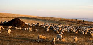 Abono de estiércol de oveja: Composición y aplicación