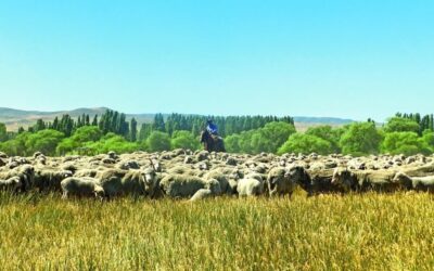 Ganadería ovina: las 10 medidas que piden productores de Chubut para salir de la crisis