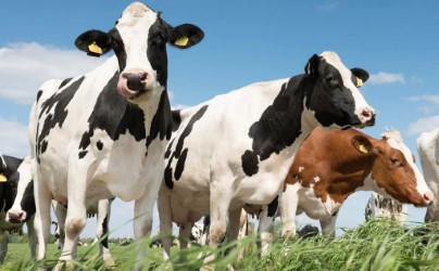 Argentina aprueba el uso de un aditivo alimentario reductor de metano: ¿De qué se trata?