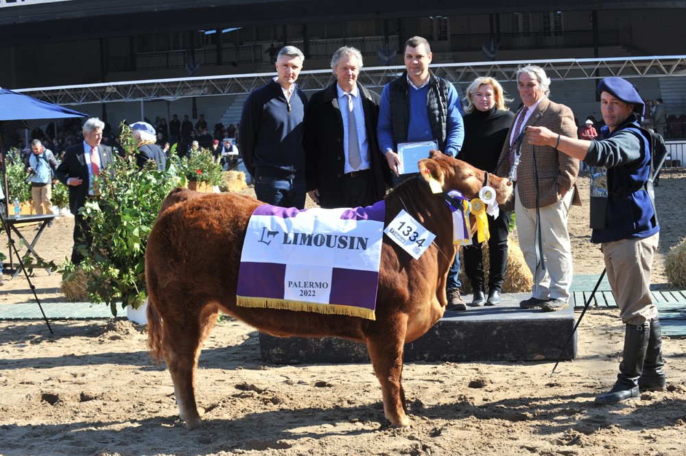 La Cotidiana ganó los premios  Gran Campeón Macho y Hembra Limousin en la Expo Rural 2022