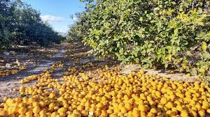 Ante la falta de compradores y precios un productor desechó 280 toneladas de limones