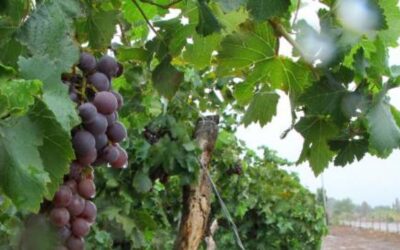 Se invierten $26,5 millones en la vitivinicultura de Mendoza y San Juan
