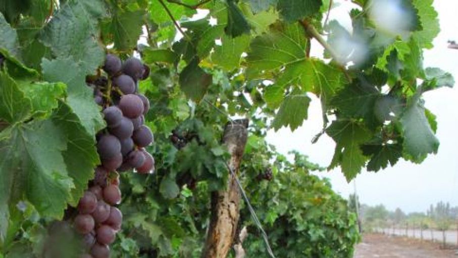 Se invierten $26,5 millones en la vitivinicultura de Mendoza y San Juan