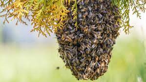 Día Mundial de las abejas: Recomendaciones para el cuidado del bienestar animal apícola