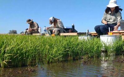 Incorporan tecnología argentina para desarrollos técnicos en plantaciones de arroz en Ecuador